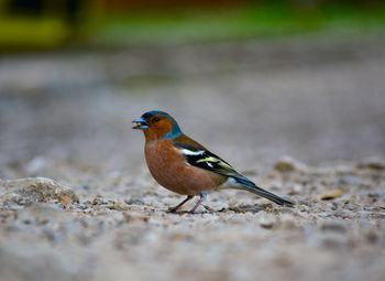 Close-up of bird perching