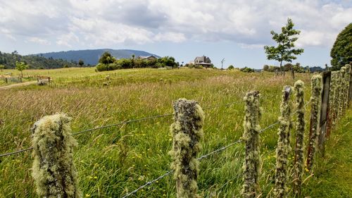 Scenic view of field against sky