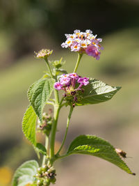 Pink and violet flower lantana camara- beautiful flowering plant.