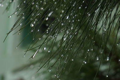 Close-up of wet plant during rainy season