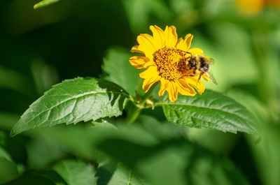 Close-up of insect on yellow flower