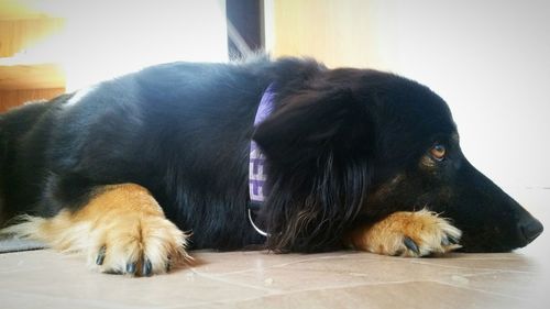 Close-up of a dog resting on tiled floor