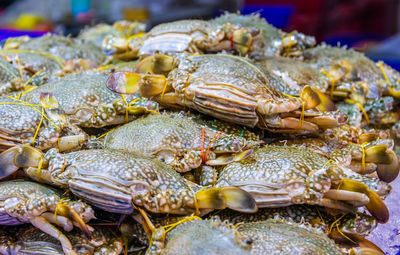 Fresh-caught seafood for sale at a street market