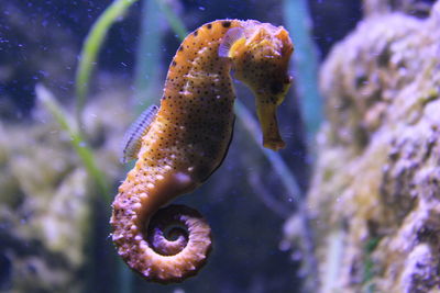 Close-up of fish swimming in aquarium