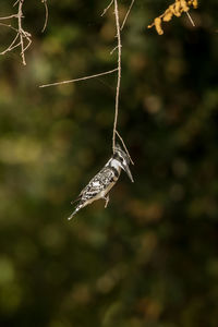 Close-up of bird flying