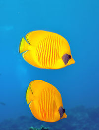 Close-up of fish swimming in sea