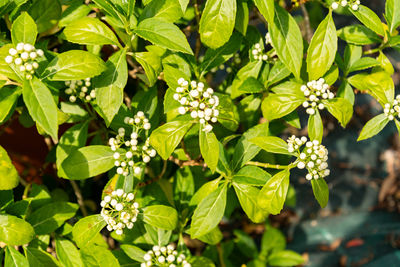 plant