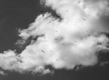 Low angle view of birds flying against sky