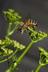 Close-up of insect on plant