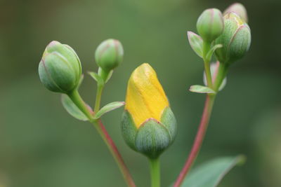 Close-up of flower buds growing on plant