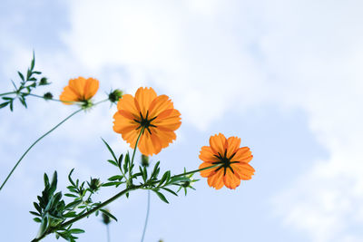 Low angle view of flowering plants against sky