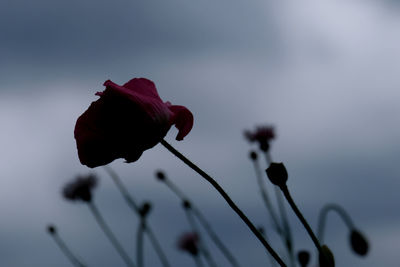 Close-up of wilted rose