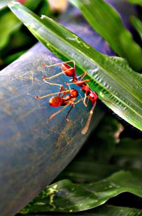 Close-up of insect on plant