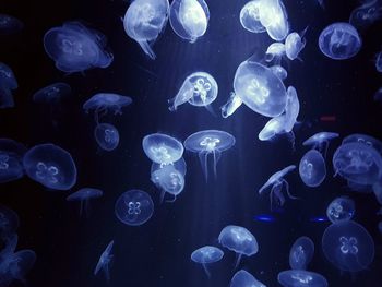 Jellyfish swimming in water