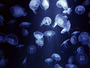 Jellyfish swimming in water