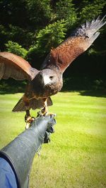 Close-up of hand holding horse