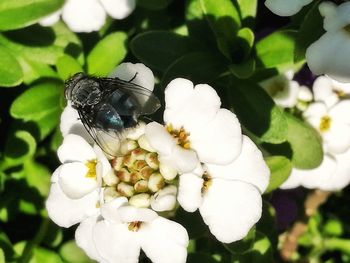 Close-up of insect on white flower