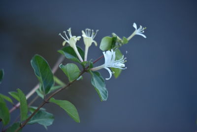 Close-up of white flowering plant