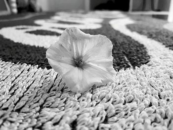 Close-up of flower blooming outdoors