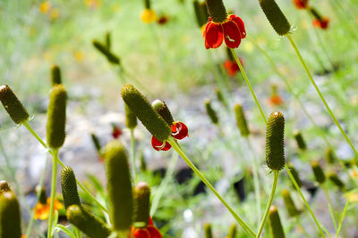 Close-up of red flowering plant