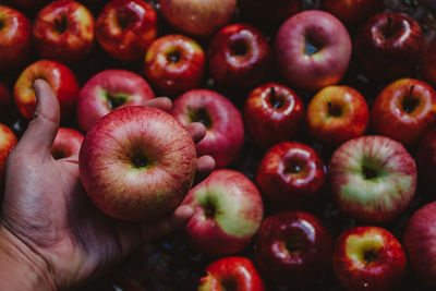 Close-up of hand holding apples