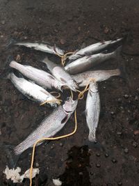 High angle view of dead fish