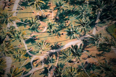 Full frame shot of tree