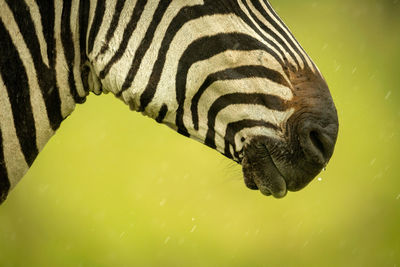 Close-up of plains zebra nose in rain
