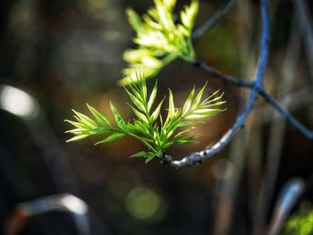Close-up of fresh plant