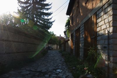 Narrow walkway along trees