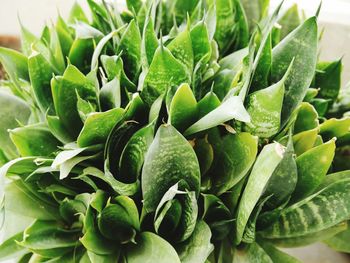 Close-up of green leaves