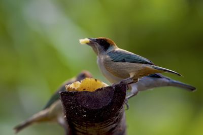 Close-up of bird perching on a plant