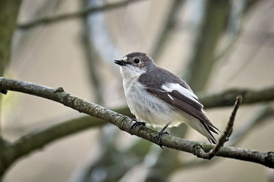 Close-up of bird perching on branch