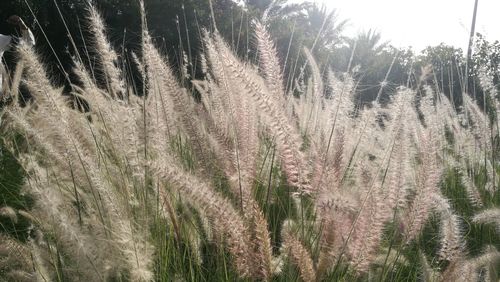 Close-up of fresh plants against trees