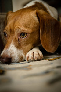 Close-up portrait of dog