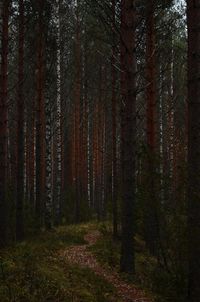 Pine trees in forest