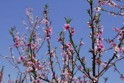 Close-up of pink flowering plant against blue sky