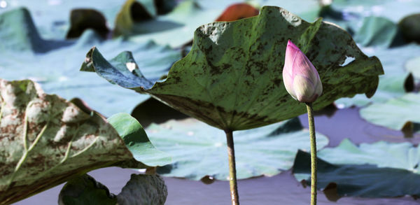 Close-up of lotus leaves floating on water