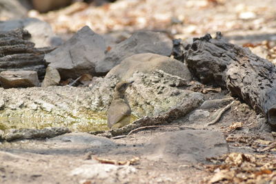 Close-up of lizard on rock