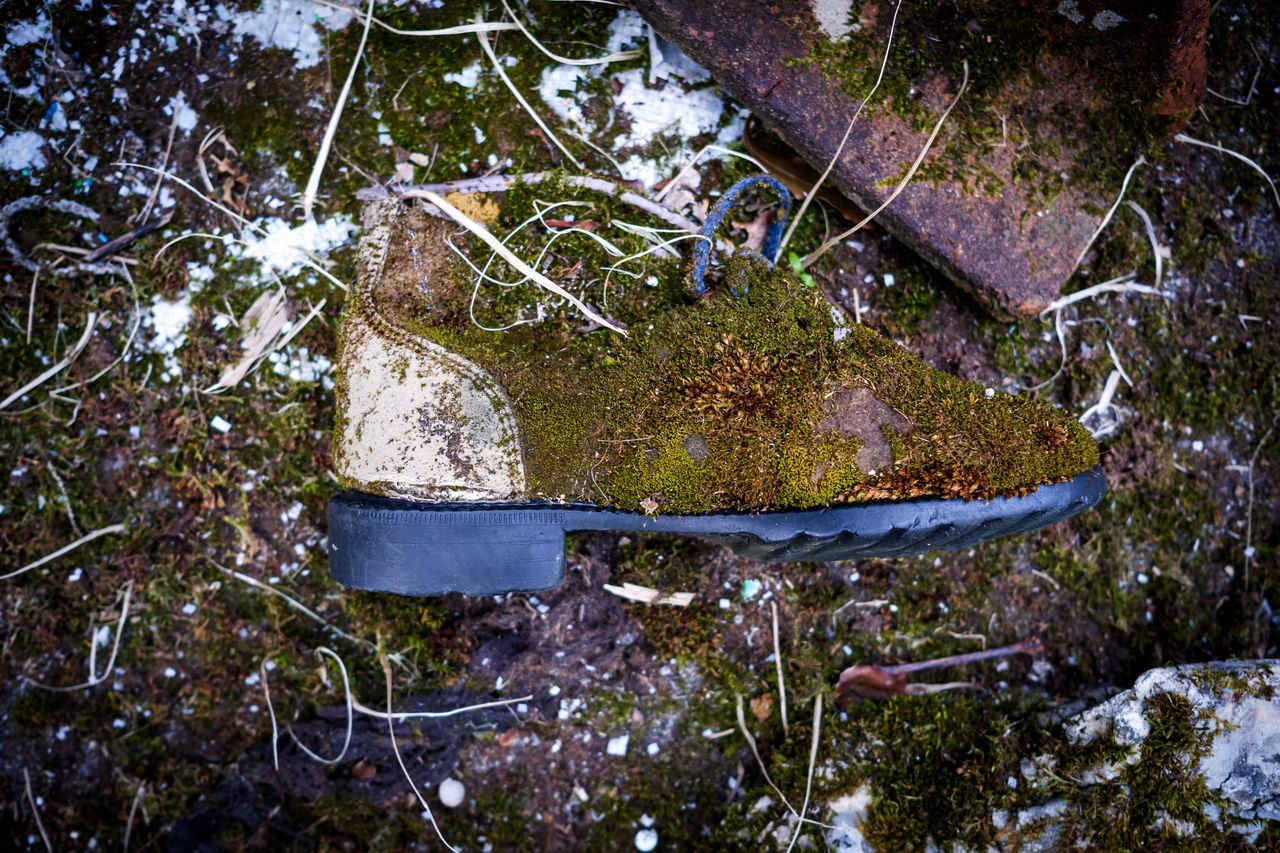 HIGH ANGLE VIEW OF PLANTS GROWING BY ROCK