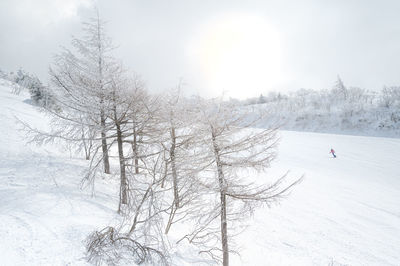 Snow covered land and trees against sky