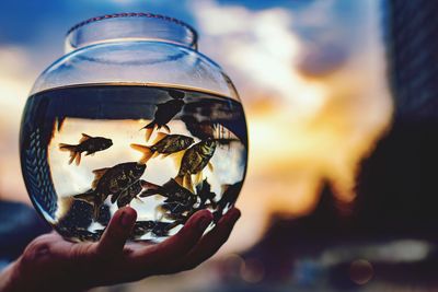 Cropped hands holding fishes in bowl