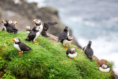 Close up view of the beautiful puffins, fratercula, in the mykines island, faroe islands. 