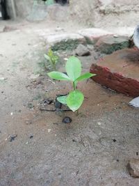 High angle view of small plant growing outdoors