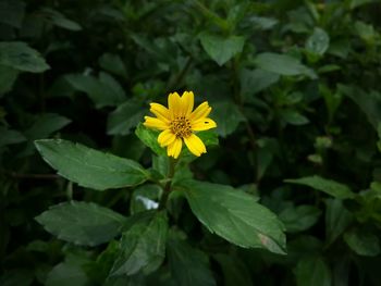 Close-up of yellow flower blooming in garden