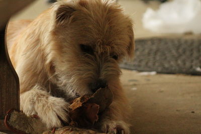 Close-up of dog relaxing on floor