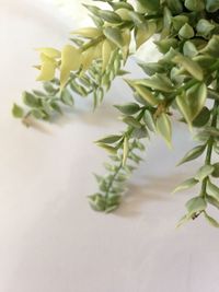 Close-up of plant