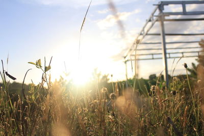 Close-up of stalks in field against sky