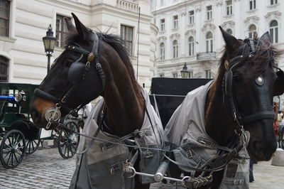 Horse cart in city