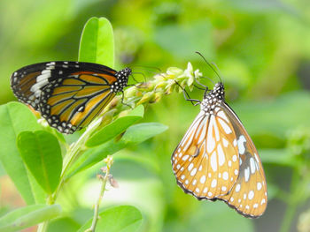 Butterfly pollinating flower